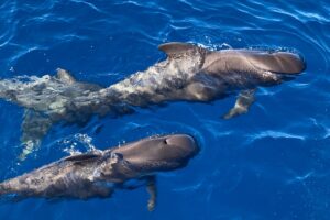 Pilot Whales and Bottlenose Dolphins in Tenerife