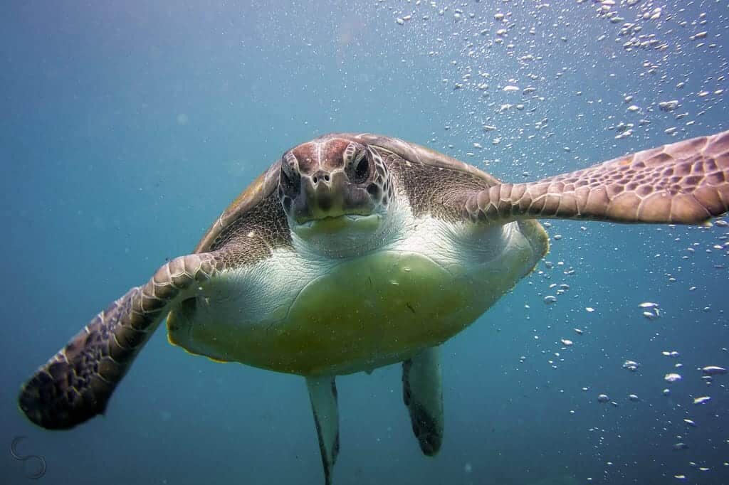 Tortuga en Tenerife