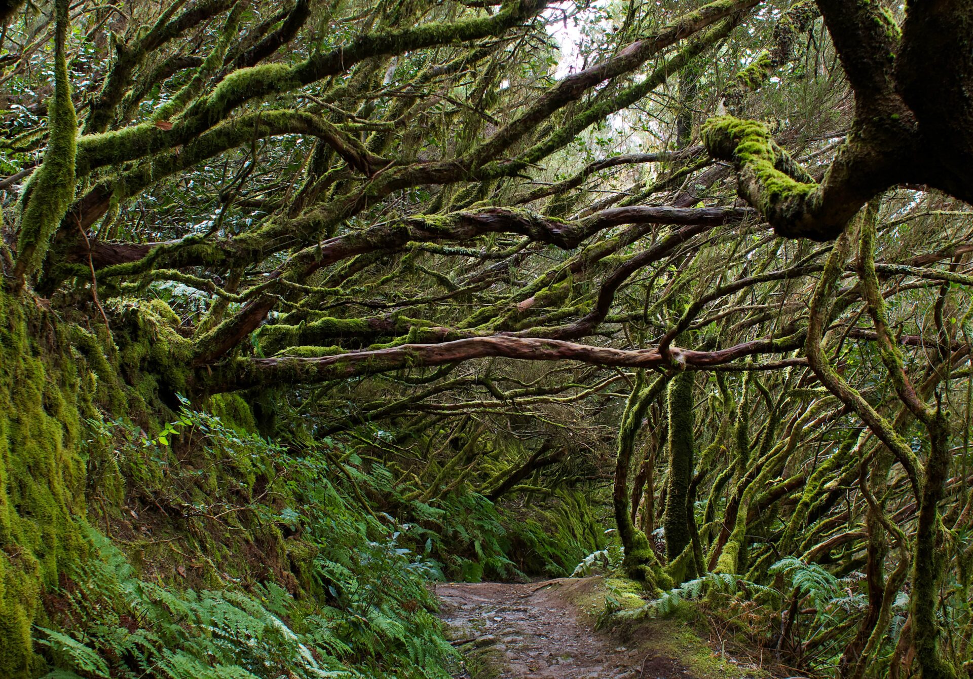 Mystical misty laurel forest in the Anaga Rural Park, Tenerife