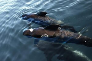 Pilot Whales: Hunters with Unique Social Lives