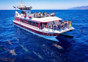 Private whale watching charter or group cruise: what&rsquo;s the better choice in Tenerife?