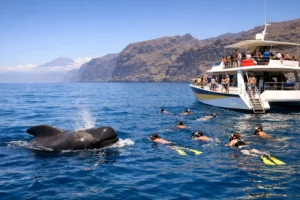 Whale Watching Tenerife Swim Stop Guide