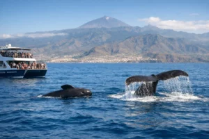When Is Best Time for Whale Watching Tenerife?