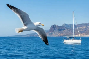Marine Birds of Tenerife: What You Can See from a Yacht