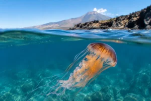 Medusas in Tenerife: What to Know Before Swimming